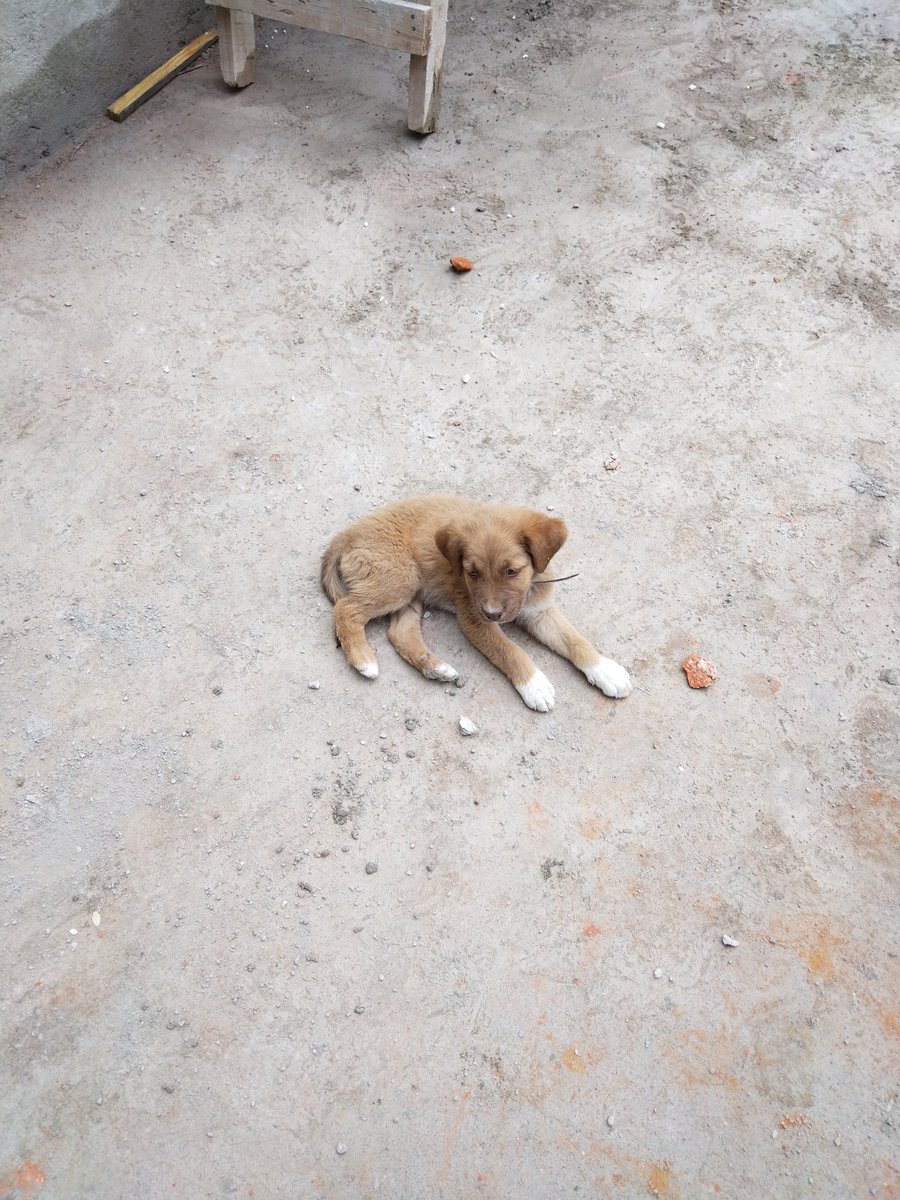 _ernio's tweet photo. Piloncillo, from trespasser to co-owner: a tale. https://t.co/Fp6UsEl0Kw
