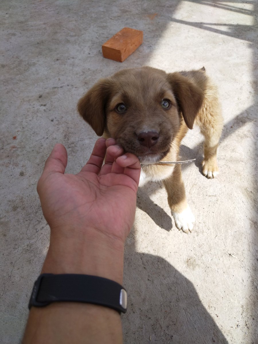 _ernio's tweet photo. Piloncillo, from trespasser to co-owner: a tale. https://t.co/Fp6UsEl0Kw