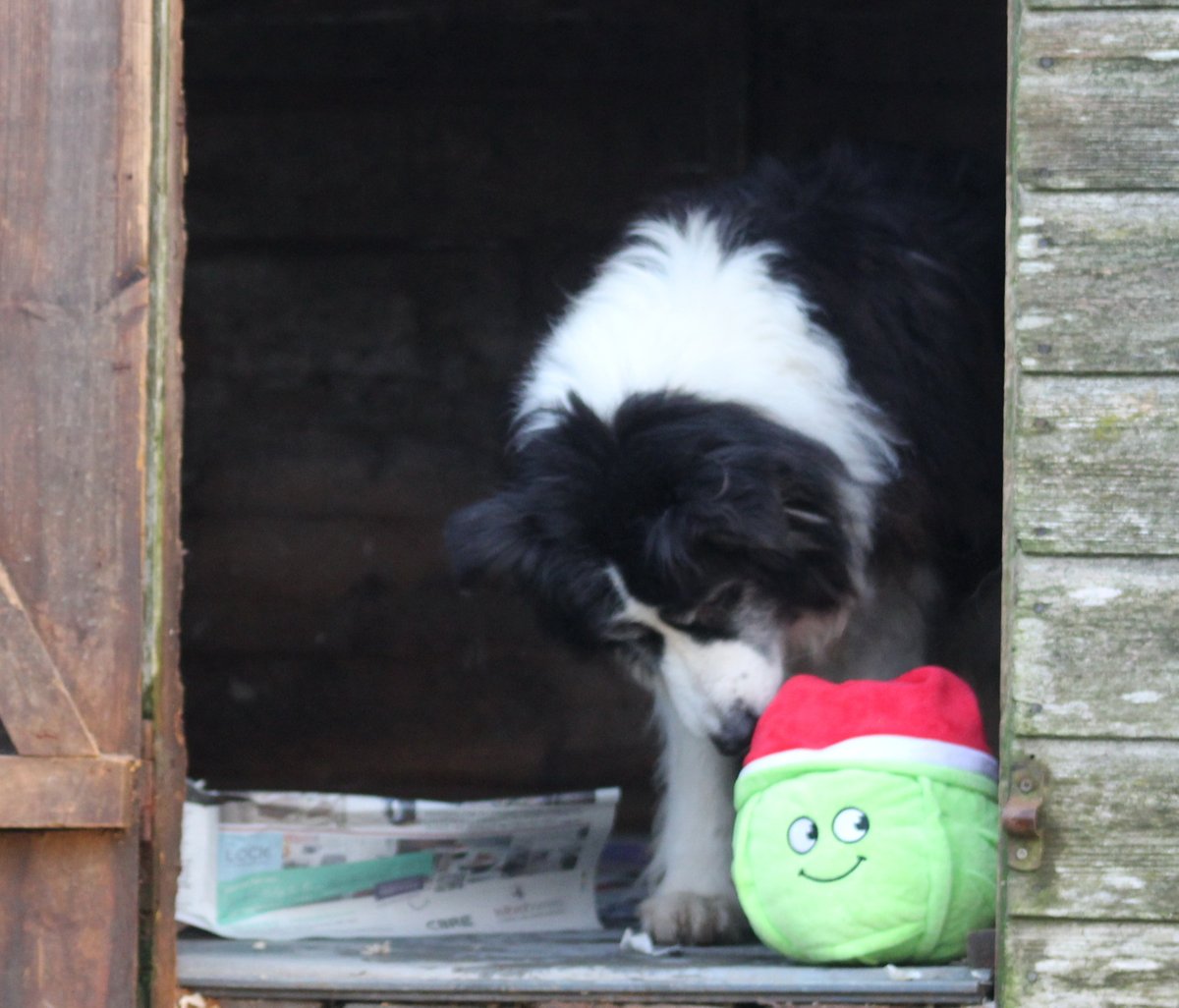 FOSTBCrescue's tweet photo. Sprout out and about. Christmas Sprout visiting Domino, Domino puzzled but happy Sprout still smiling https://t.co/tJ8WALQfRg