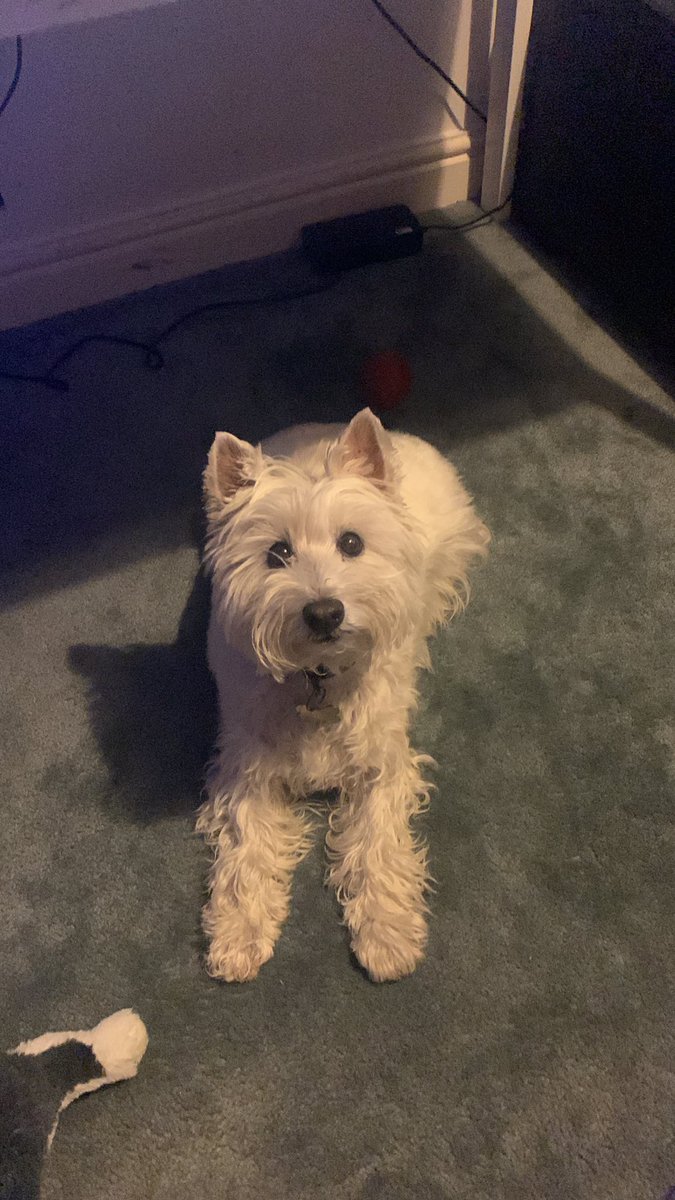 Hypolarised tweet media