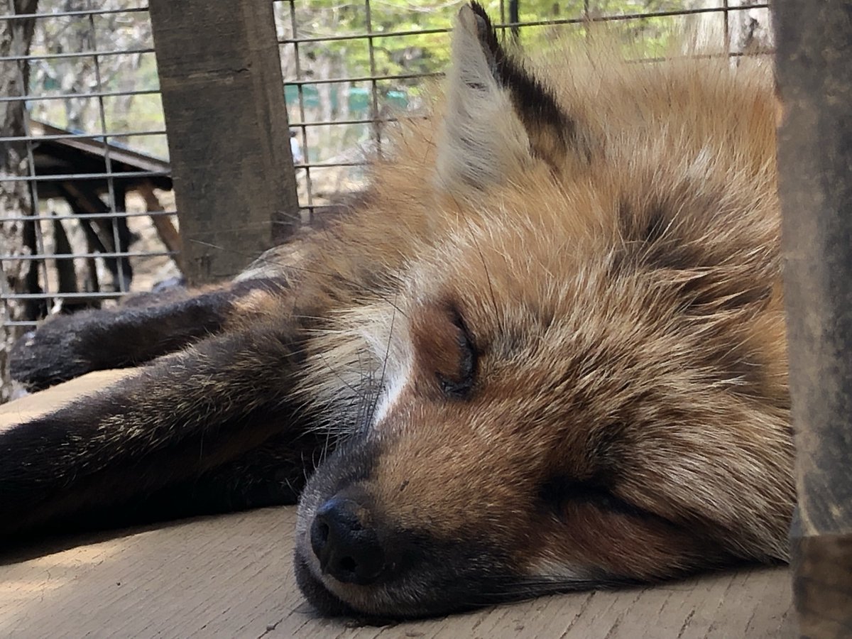 おすすめだよロボ子さん