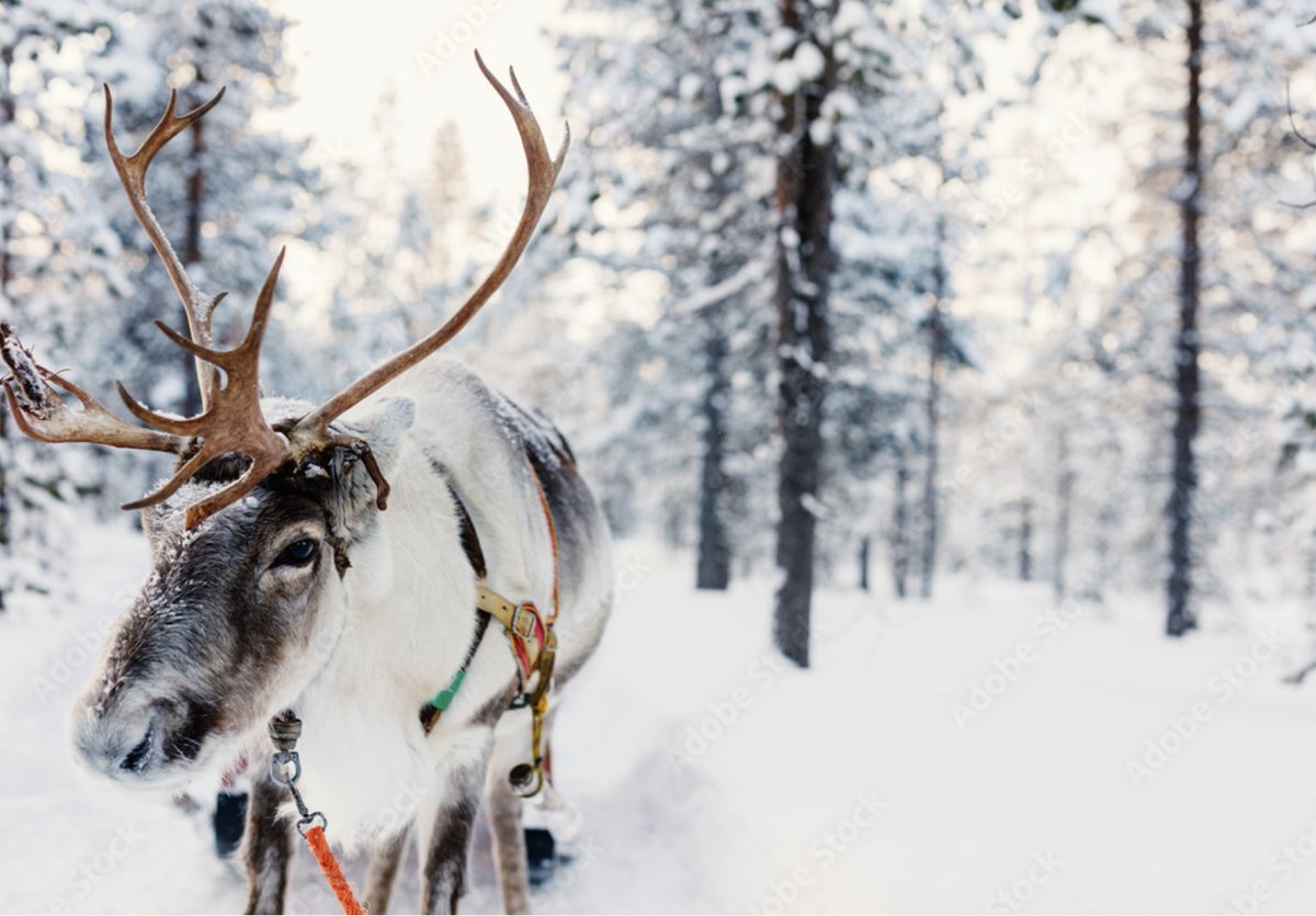 Atlantic Veterinary College clears reindeer to fly: upei.ca/communications…. #VetMed