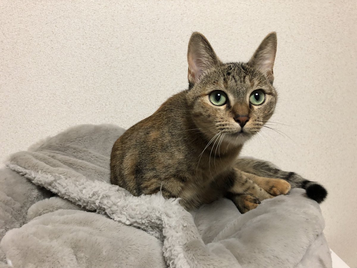 matsushitaaa's tweet photo. あと、猫が待ってたので…🐈
ありがとうございました！ https://t.co/hiV4gY2kvP