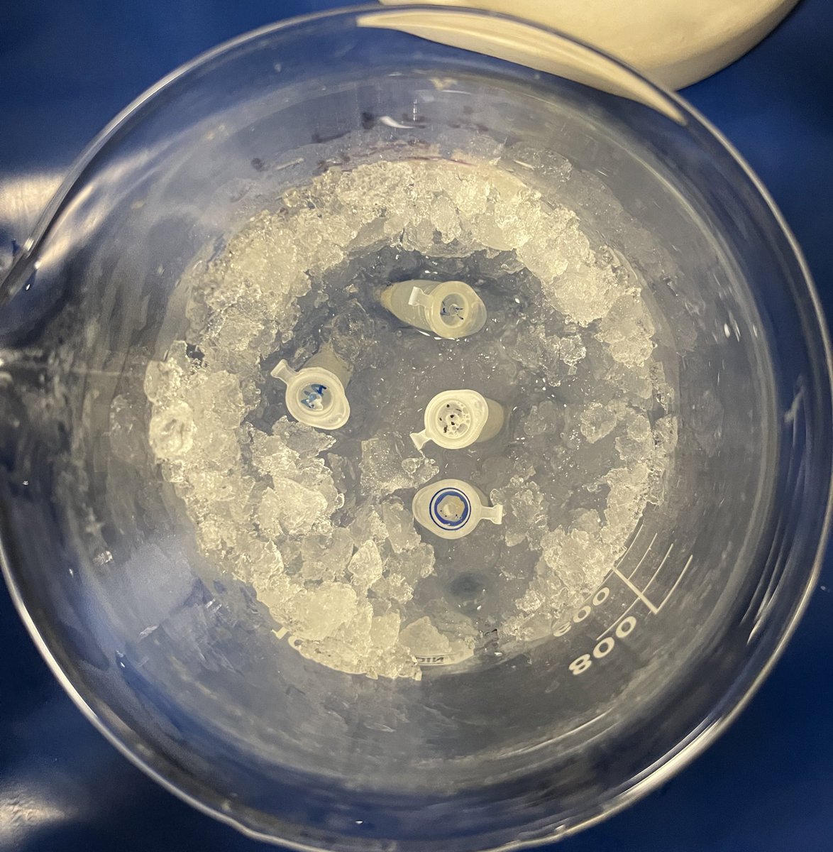 rzaid0's tweet photo. DNA Extraction🧬🪄. https://t.co/UXlm4H2oI9
