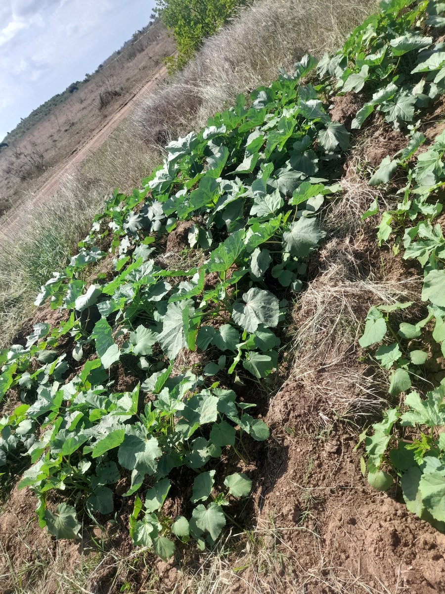 Okra Farming...