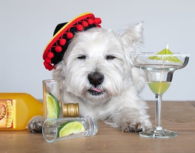 ruben_corella's tweet photo. #hellomexico #holamexico #holamejico #pets #dogs #dogsoftwitter #mexicandogs #perrosmejocanos #tequiladay #cheers #salud #humor #petoftheday #gos #perrito #perritos #puppy #puppies #funday #tequila #greatday #MerryChristmas #FelizNavidad https://t.co/hxSgwx0okn