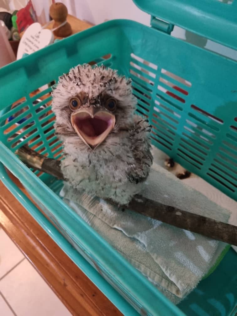 jodieobrien's tweet photo. Is this one of the cutest and/or ugliest thing you have ever seen? ๐
(Currently in care with a wildlife carer mate of mine). https://t.co/aZlRWxPvI8