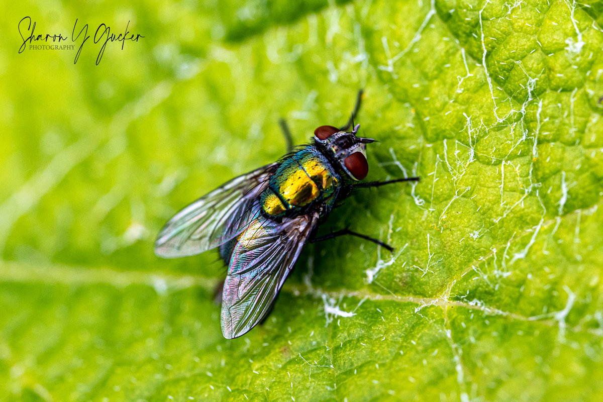 Happy Insect Thursday!
#InsectThursday #Insects #insectlife #bugs #flies #macrophotography #macroinsect #MacroHour #ThePhotoHour #Nikon #Nikonphotogrssphy #HappyThursday #NaturePhotography #TwitterNaturePhotography #insectphotography #bugphotography #fly