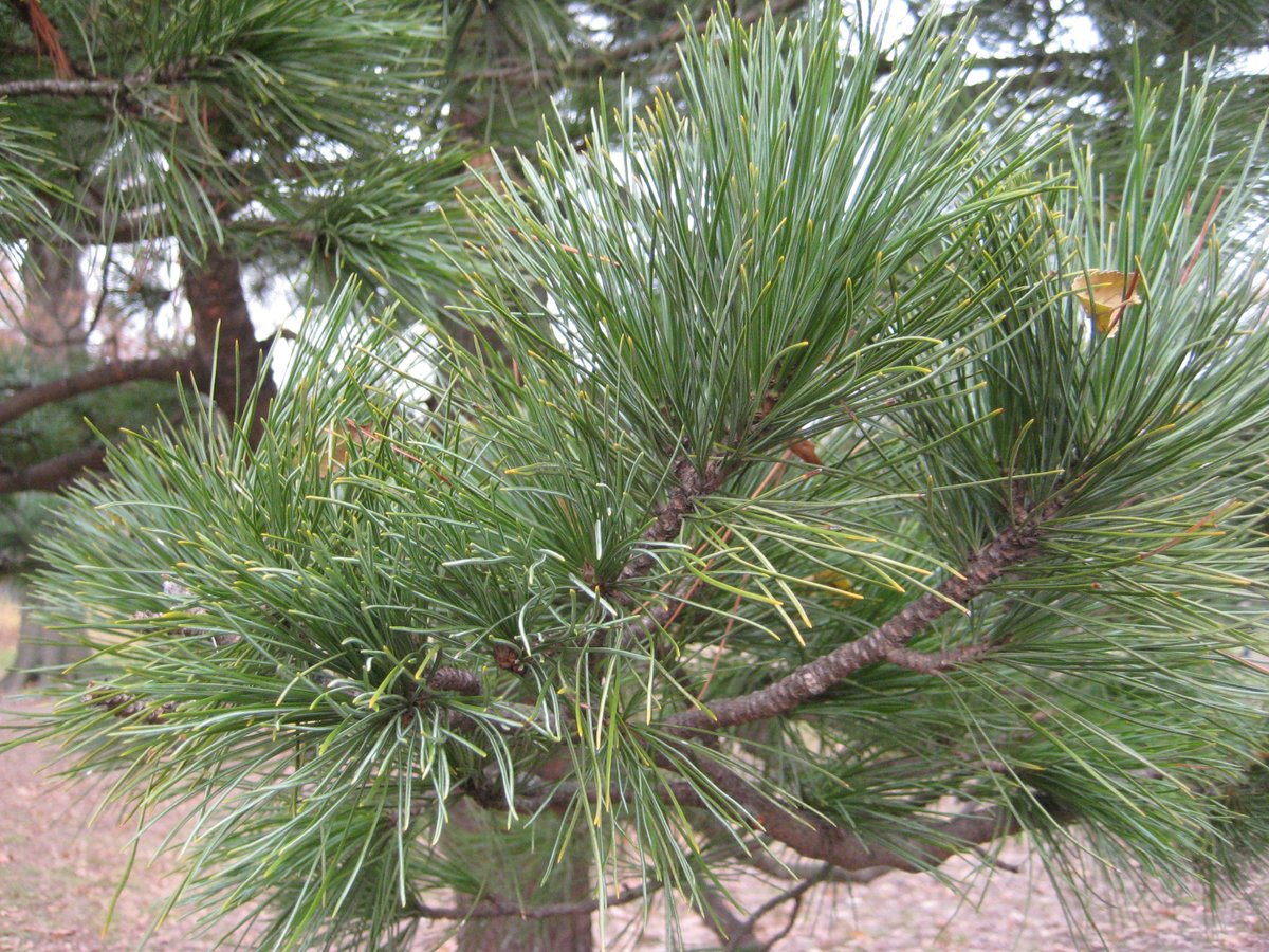 TreesNewYork's tweet photo. Know your #conifers! #SwissStonePine, a/k/a #ArollaPine (#PinusCembra), is a #nativepine from central Europe that grows in a cone shape w/nearly horizontal branches. The needles, in groups of 5, are 2-5 inches long. If you're lucky, you may find them in the #CentralPark #Pinetum. https://t.co/QyuYpdZwf3