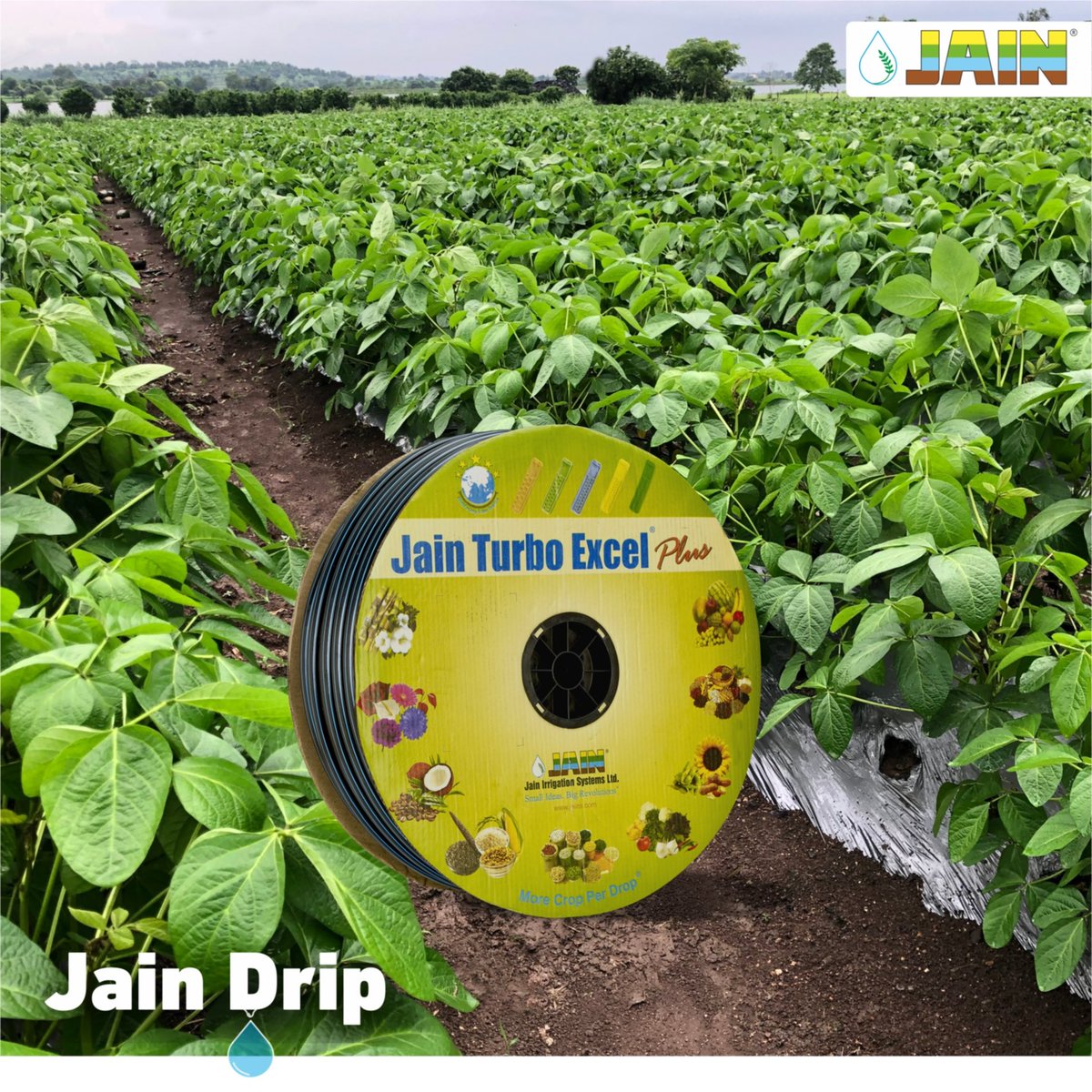 JainIrrigation's tweet photo. Irrigate your farms with the BEST!
World’s only 5 ⭐️ rated dripline and #FarmersFirstChoice to gain #MoreCropPerDrop 🌱💧
Inframe: Soyabean farming with #JTurboExcel dripline 💧
#JainIrrigation #JainDrip #Soyabean #JainDripLine #AgTech #JISL https://t.co/WOGtT4yvHx