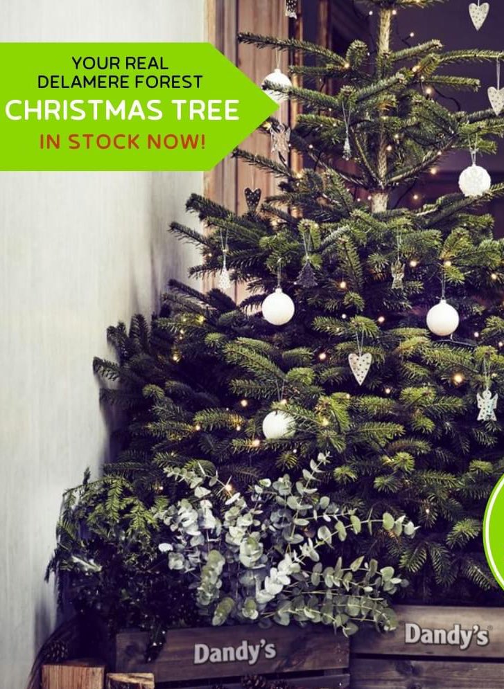 FREE CHRISTMAS TREES 🎄 We are closing at 5pm today at Dandys.com Sealand Rd, Chester, CH1 6BS. and we have 7 Christmas Trees to giveaway, first come first served! 🎄#Dandys #ChristmasTrees #Free #Giveaway