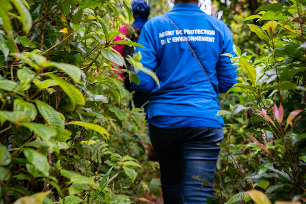 PNUD_Comores's tweet photo. Le #Saviezvous? 833 agents communautaires dont 583 #femmes ont bénéficié de connaissances leur permettant de saisir et d’agir sur les enjeux et l’évolution des ressources naturelles dans les #aires
#protégées. #Moya #ParcNational #Ntringui #Ecogarde https://t.co/w06c7jFqzk
