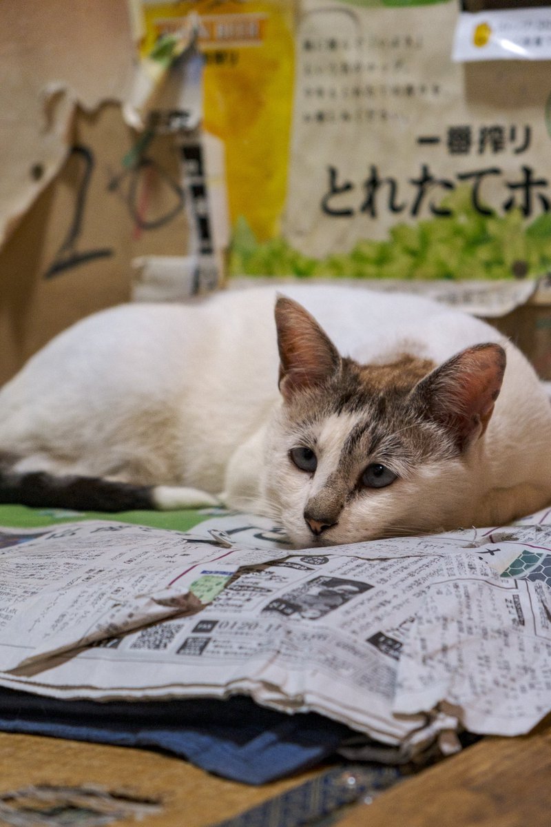 manejaa's tweet photo. マグロを食ったり、猫を眺めながら一杯やったり #ぽこピー展 に行くなどした。キーボードの汚れに生活の痕跡というか、生で松井秀喜を見たときのような「うわ、当たり前だけど実在したんだ」感がものすごかった。 https://t.co/0gz5zmAEWP