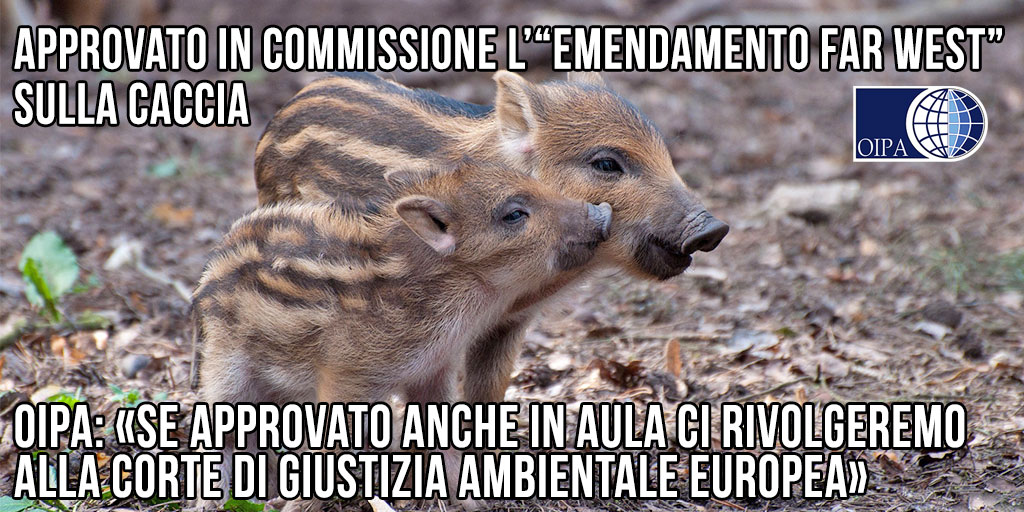 OIPAItalia's tweet photo. Approvato in Commissione l’”emendamento Far West” sulla caccia, per sparare alla fauna selvatica ovunque, anche in città e nelle aree protette. OIPA: «Se approvato anche in Aula ci rivolgeremo alla Corte di Giustizia ambientale europea»  👉  https://t.co/W4uGwLlZcH https://t.co/z7zV6ysdvu