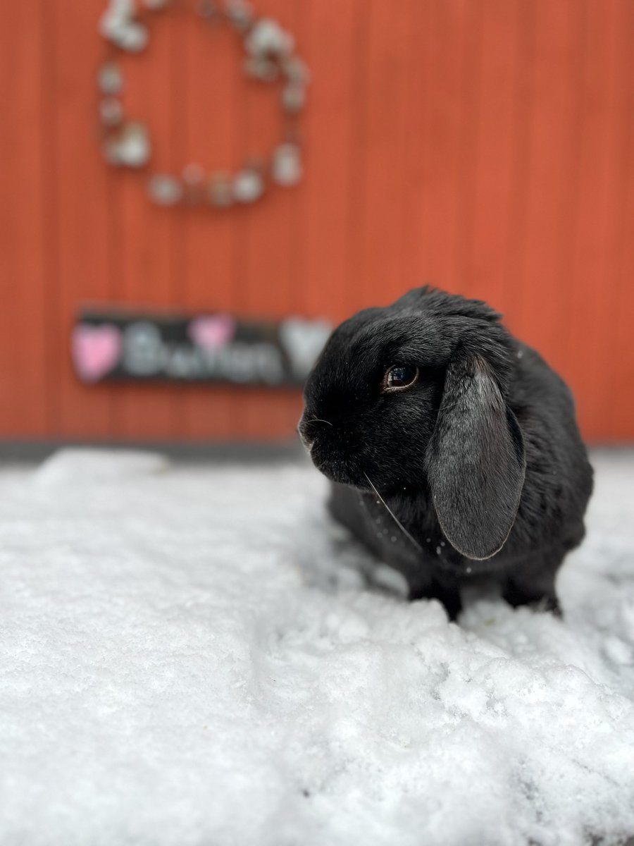 flennegard's tweet photo. @PappaHutten God Jul! Bullen hälsar. ❤️ https://t.co/nz1wzrrpCt