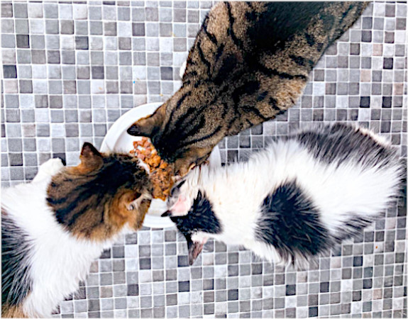 freewillscouk's tweet photo. @FelineCare offer all their cats a loving home with the hope of finding them their very own 'forever' home. Their priority is cats and they love all cats, if you do too could you leave them a gift in your will? You can write it completely FREE with us! https://t.co/ZCxeSbeeCz https://t.co/YqhOALReCP