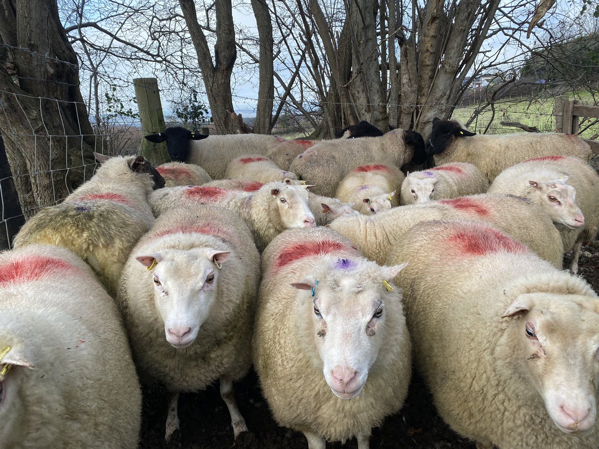 FarmersOfTheUK's tweet photo. Some sheep work with the pedigrees this morning. #charmoise #Suffolk https://t.co/XBf7U47kfh