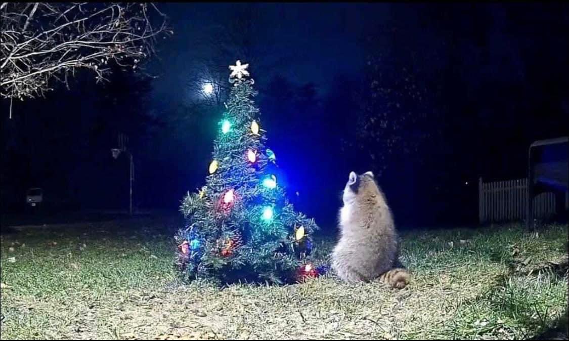 firehousezen's tweet photo. Hope you all are having a great Christmas season! #fire #firefighter https://t.co/I01764ClCh
