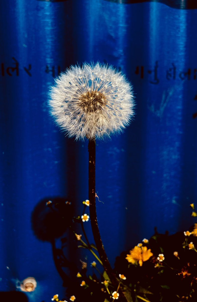 pgpratiksha's tweet photo. Blue Haze
#pgpgraphy #flowers #dandelions #wild #grass #blue #people #places #lifestyle https://t.co/NMfKCwEYnQ