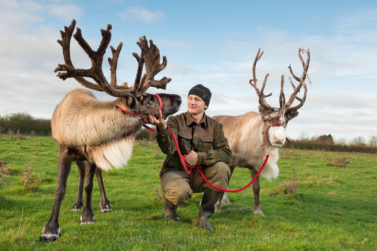 Merry Christmas and Happy New Year! The reindeer are getting ready for their long trip this weekend. #reindeer #Christmas