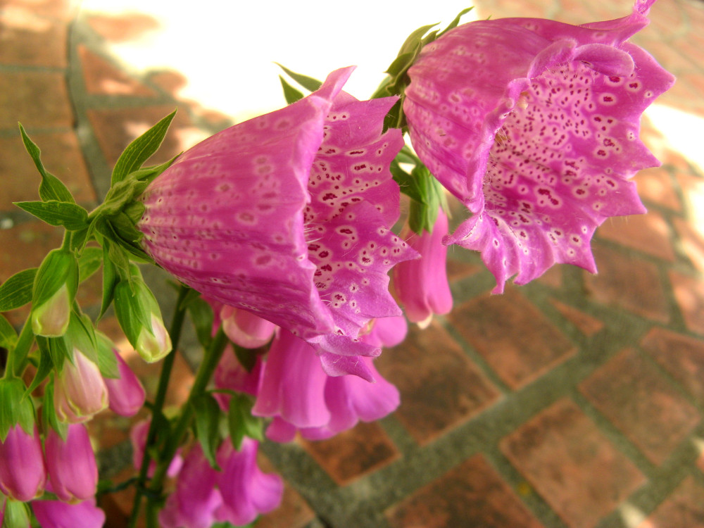 iAt6XS8s9s4V1yU's tweet photo. ちょっと珍しいジギタリス / Rare digitalis.
#ジギタリス
#キツネノテブクロ
#モンストローサ
#珍しい
#カップ咲き
#foxglove
#rare
#Digitalis
#perennial
#Monstrosa
#イングリッシュガーデン
#Englishgarden
#オープンガーデン
#Opengarden
#ガーデニング
#Flowers
https://t.co/SC7kZmAO23 https://t.co/GTxNFVnOUG