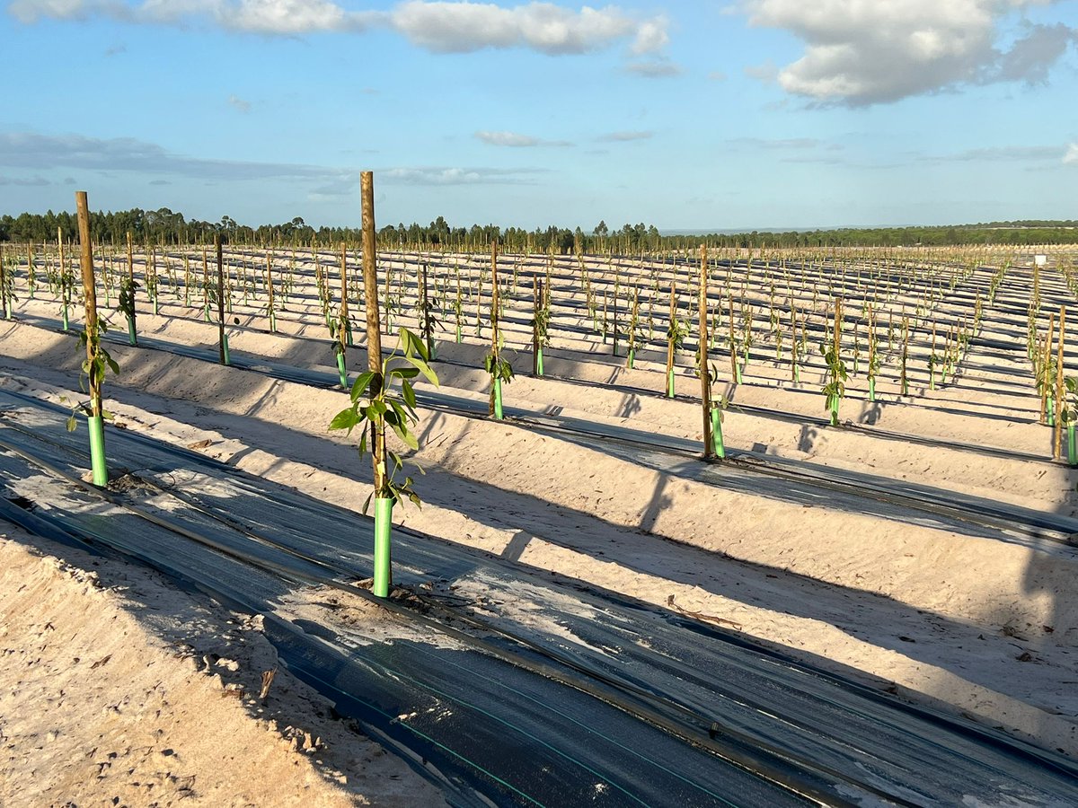 Cerramos el 2022 en Portugal con Aquaterra.

Monitorizamos la finca desde cero y aportamos nuestros conocimientos y experiencia en cómo gestionar el manejo de agua y fertilización en nuevas plantaciones, y cómo continuar en cada una de las fases de la explotación. 

👏