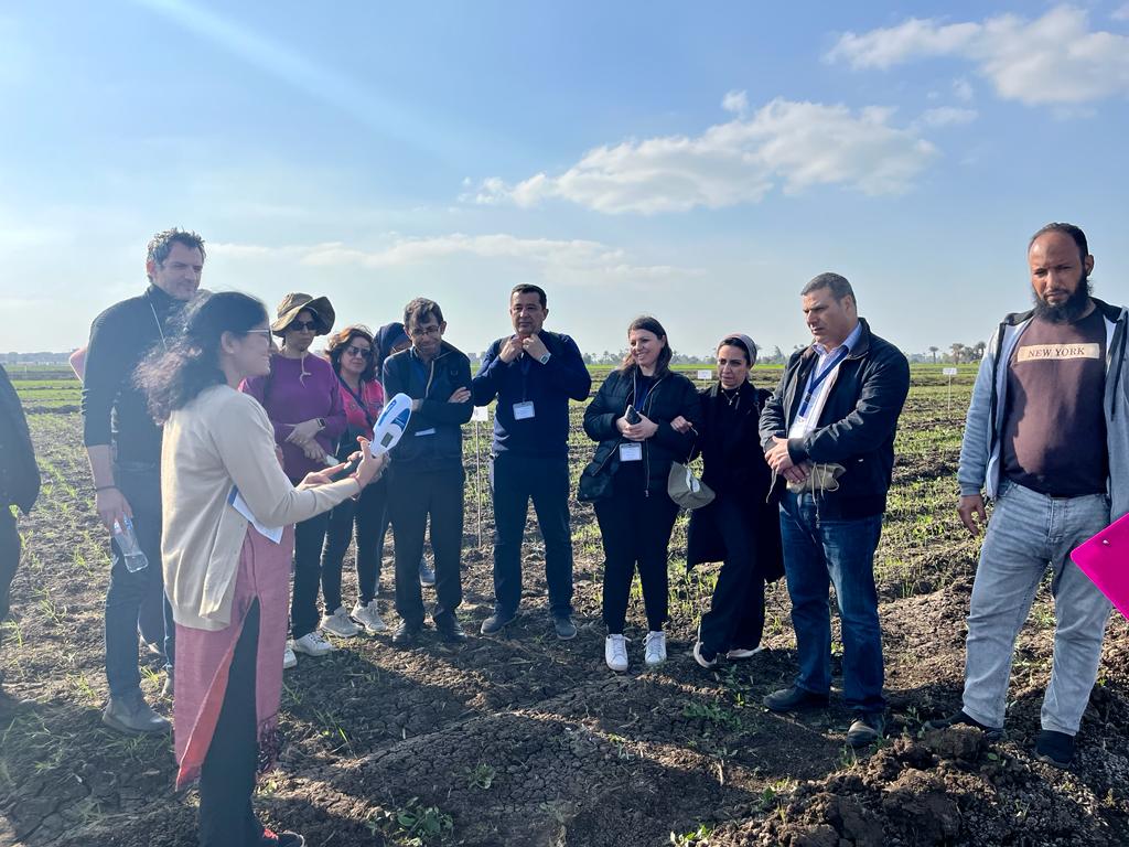 ICARDA's tweet photo. ARC Egypt &amp; @ICARDA hosted a visit for national scientists from #CWANA countries to Sids experimental station, for hands-on training on scientific equipment during the Field Research &amp; Data Management Training Workshop of @CGIAR F2R-CWANA Initiative WP3.

 📍 Egypt
#One_CGIAR https://t.co/70YmMFtYcT