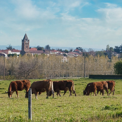 Can we build intermediated local food networks without giving organizing power to the intermediaries? New #French research on a beef value chain suggests #collectiveperformance, #collectivenegotiation, &amp; #collectivelearning. Read <a href="/JAFSCD/">JAFSCD</a> article for free: bit.ly/3YITWhM@