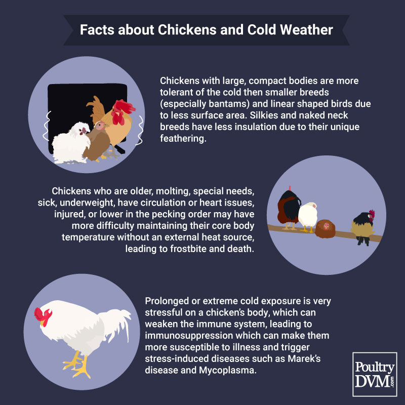 PoultryDVM's tweet image. #chickens #ColdFront #petcare #poultry #thursdaymorning