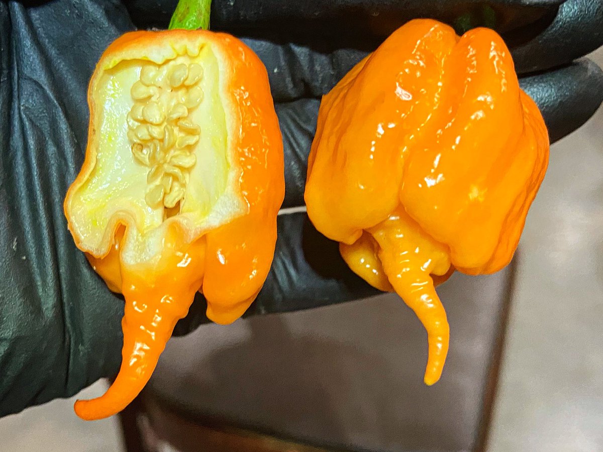 pepper_bane tweet picture
