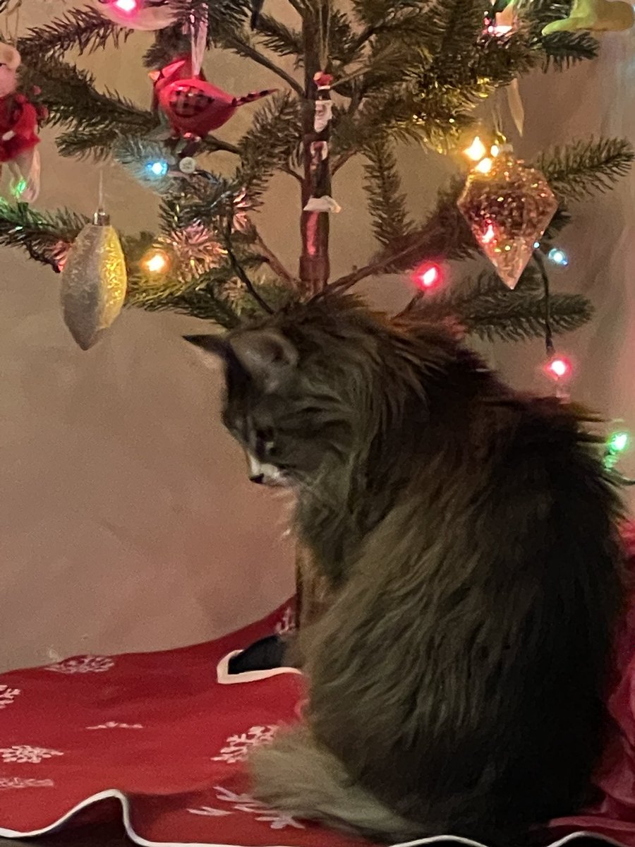 Squirrellycat's tweet photo. No presents yet. 😿 https://t.co/XYh5vkZ59D