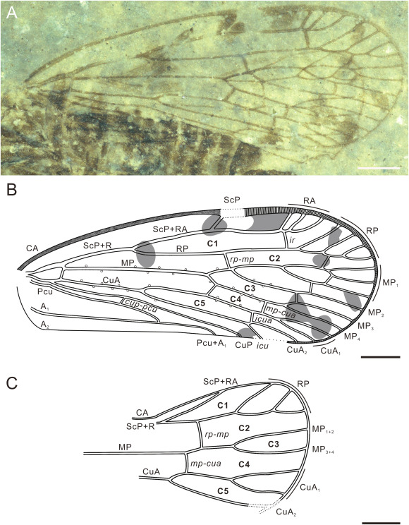 ISYEBsp's tweet photo. La plus ancienne espèce d'insectes Fulgoroidea découverte dans la formation Laiyang du Crétacé inférieur en Chine, par Zhao @thibritb et al dans Cretaceous Res. https://t.co/norPmq2Gnx @ISYEB_umr #taxonomy @Le_Museum @Sorbonne_Univ_ @INEE_CNRS @UnivAntilles @EPHE_PSL https://t.co/A6D4W1y3F6