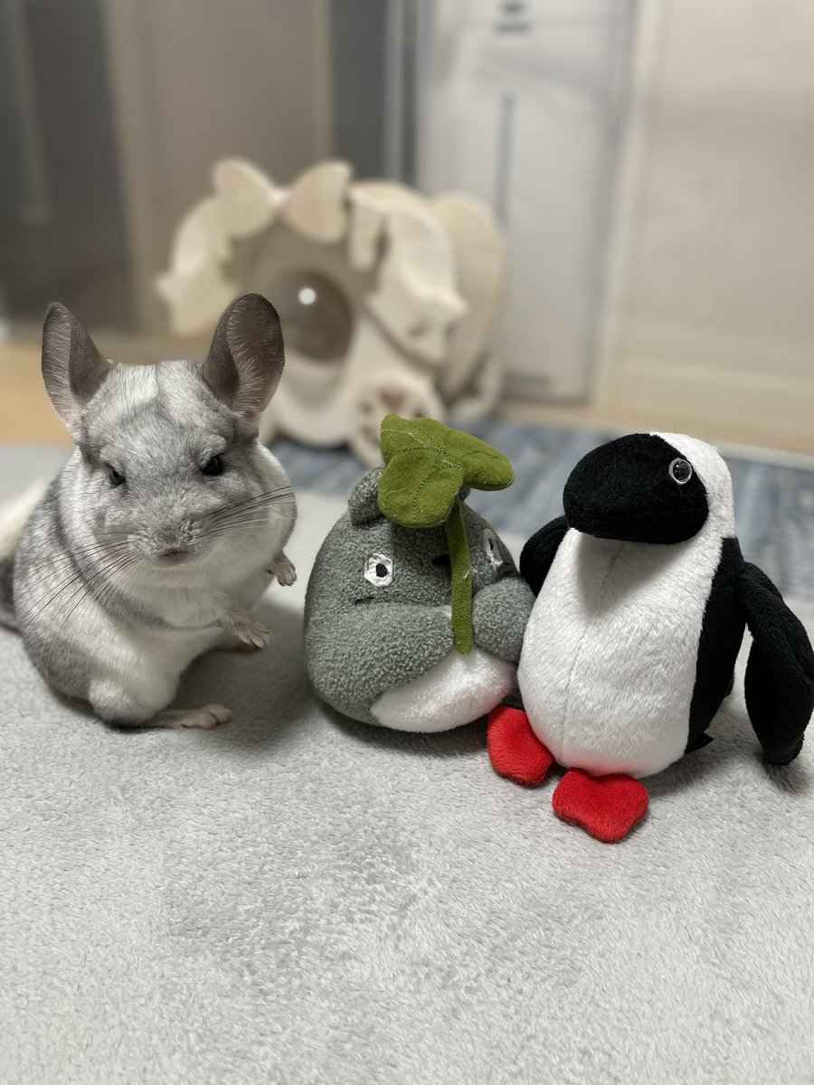 pipiham3's tweet photo. ししゃもの仲間達
なんかししゃも人相が悪い😅
ガン飛ばしてるよね笑 https://t.co/d6MsY1YkO7