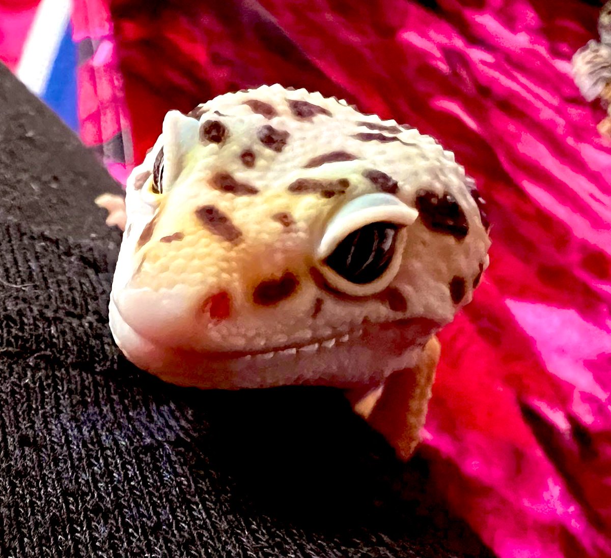 ma9393k's tweet photo. いつ見てもかわぁぁあ♡🦎 https://t.co/uAcymwHjND