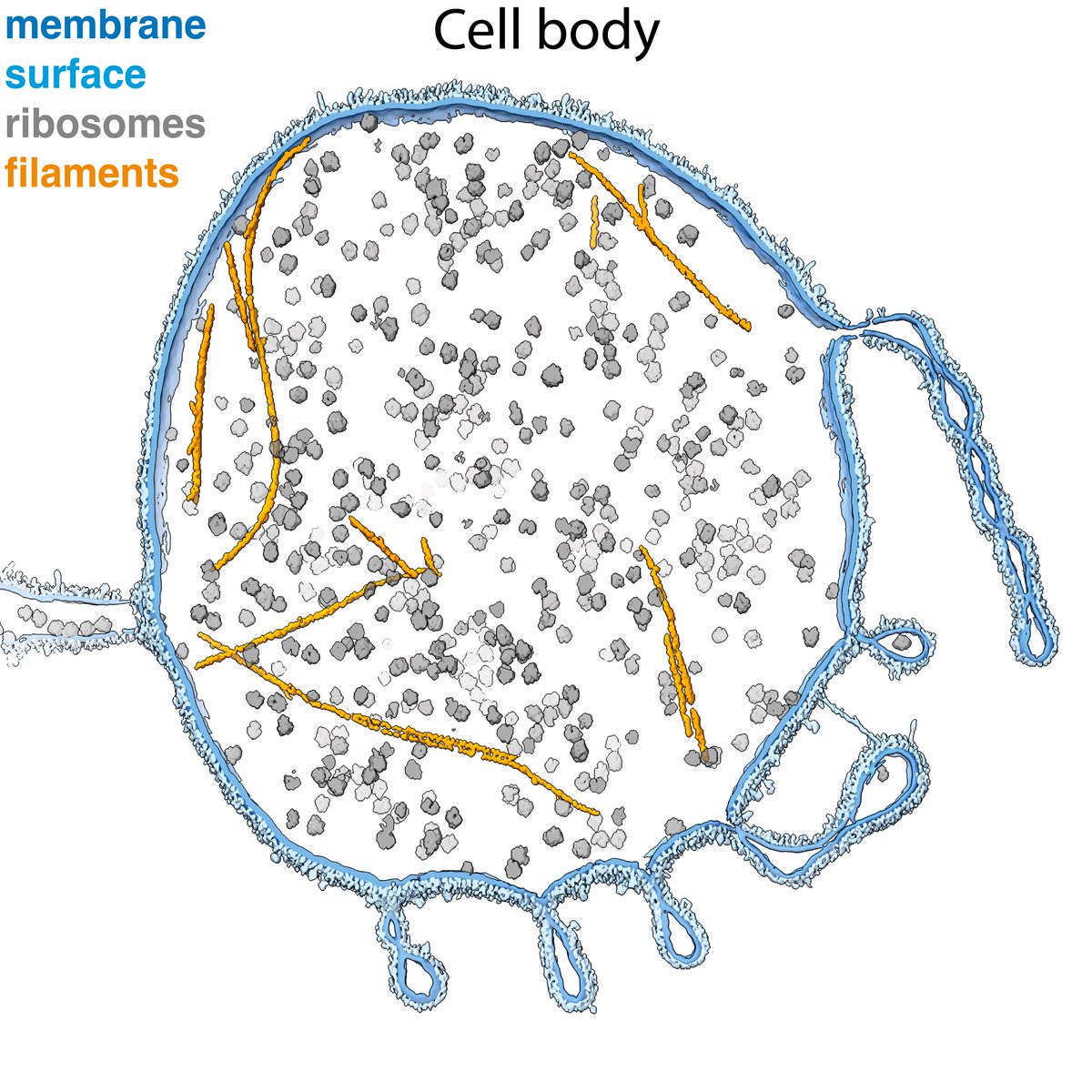 Pilhofer Lab (@pilhoferlab) on Twitter photo In case you want to create similar, neural network aided segmentations of your crazy lab pets 🐕🐈🦖🦕🦠- check out <a href="/SwuliusLab/">SwuliusLab</a> protocol of @OrsDragonfly3D, It helped us a ton! #teamtomo In case you want to create similar, neural network aided segmentations of your crazy lab pets 🐕🐈🦖🦕🦠- check out <a href="/SwuliusLab/">SwuliusLab</a> protocol of @OrsDragonfly3D, It helped us a ton! #teamtomo