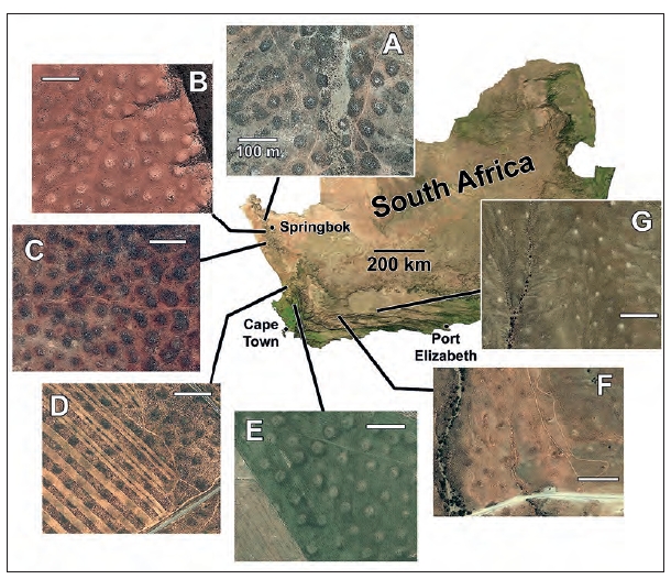ManfredFinckh's tweet photo. Finally, Biodiversity &amp; Ecology 7 includes a short outlook on other termite influenced landscapes in southern Africa, in particular an (open access) study by J.R. McAuliffe on distribution, features, age and formation of heuweltjies in western South Africa... 8/8 https://t.co/GpjOS3WRfj
