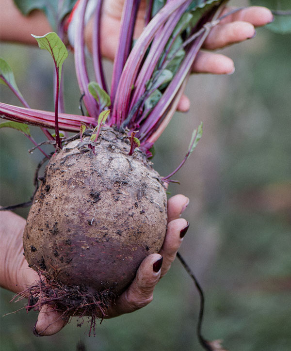 seedingourfutur's tweet photo. #ClimateChange is affecting our #FoodSupplies. Find out what #SeedingourFuture is doing to help develop local #Bridport #FoodSecurity. https://t.co/2AV1ojLkws https://t.co/w4EBUEMvN7