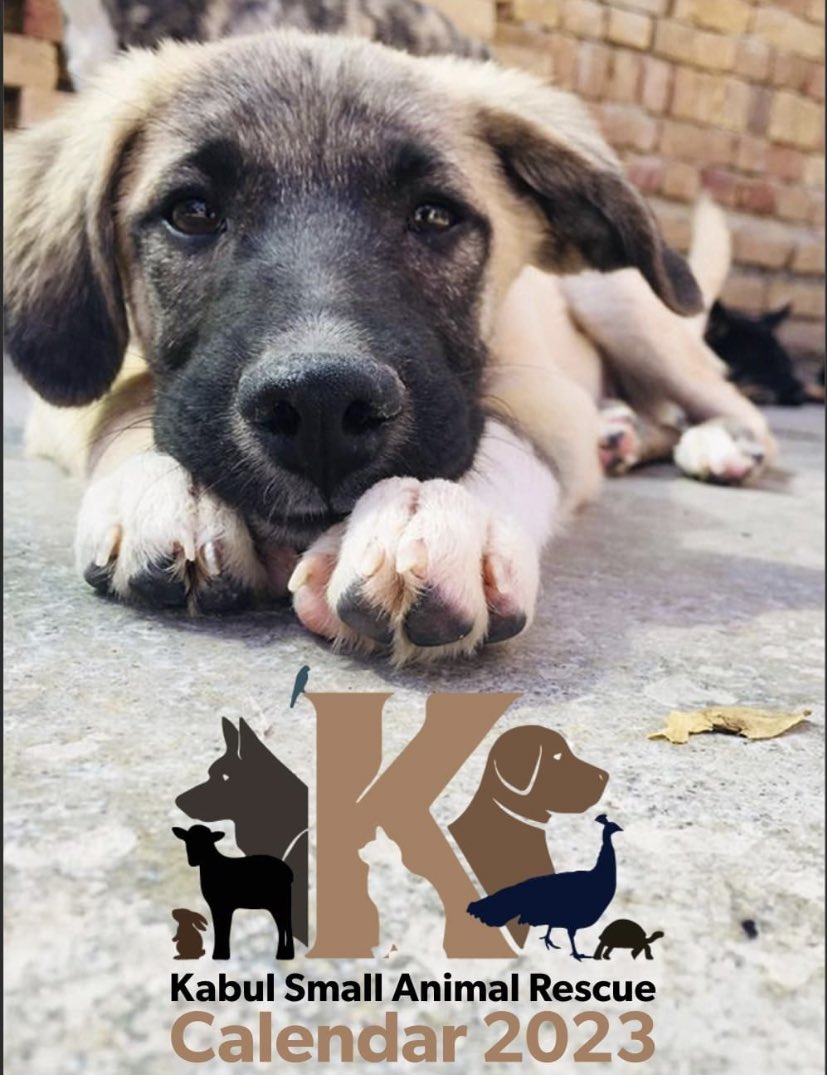 KSARshelter's tweet photo. We would like to announce that over $4,600 was raised by our #KSAR calendar.
They were all dispatched between 11-12th December.
As a thank you, #KSARpack’s favourite Safidak sends big high paws🐾🐾
#RescueDogs #Dogs #AnimalRescue #doglovers #dogsofinstagram #AnimalWelfare https://t.co/dVGLjSjPL0