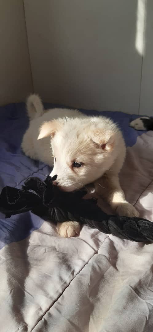 KSARshelter's tweet photo. We would like to announce that over $4,600 was raised by our #KSAR calendar.
They were all dispatched between 11-12th December.
As a thank you, #KSARpack’s favourite Safidak sends big high paws🐾🐾
#RescueDogs #Dogs #AnimalRescue #doglovers #dogsofinstagram #AnimalWelfare https://t.co/dVGLjSjPL0