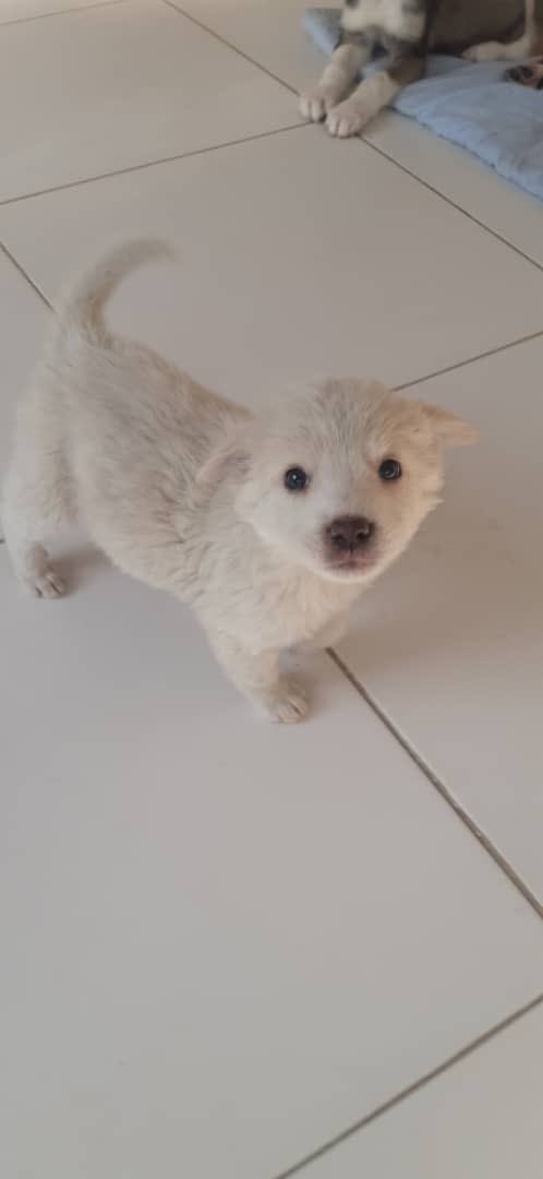 KSARshelter's tweet photo. We would like to announce that over $4,600 was raised by our #KSAR calendar.
They were all dispatched between 11-12th December.
As a thank you, #KSARpack’s favourite Safidak sends big high paws🐾🐾
#RescueDogs #Dogs #AnimalRescue #doglovers #dogsofinstagram #AnimalWelfare https://t.co/dVGLjSjPL0