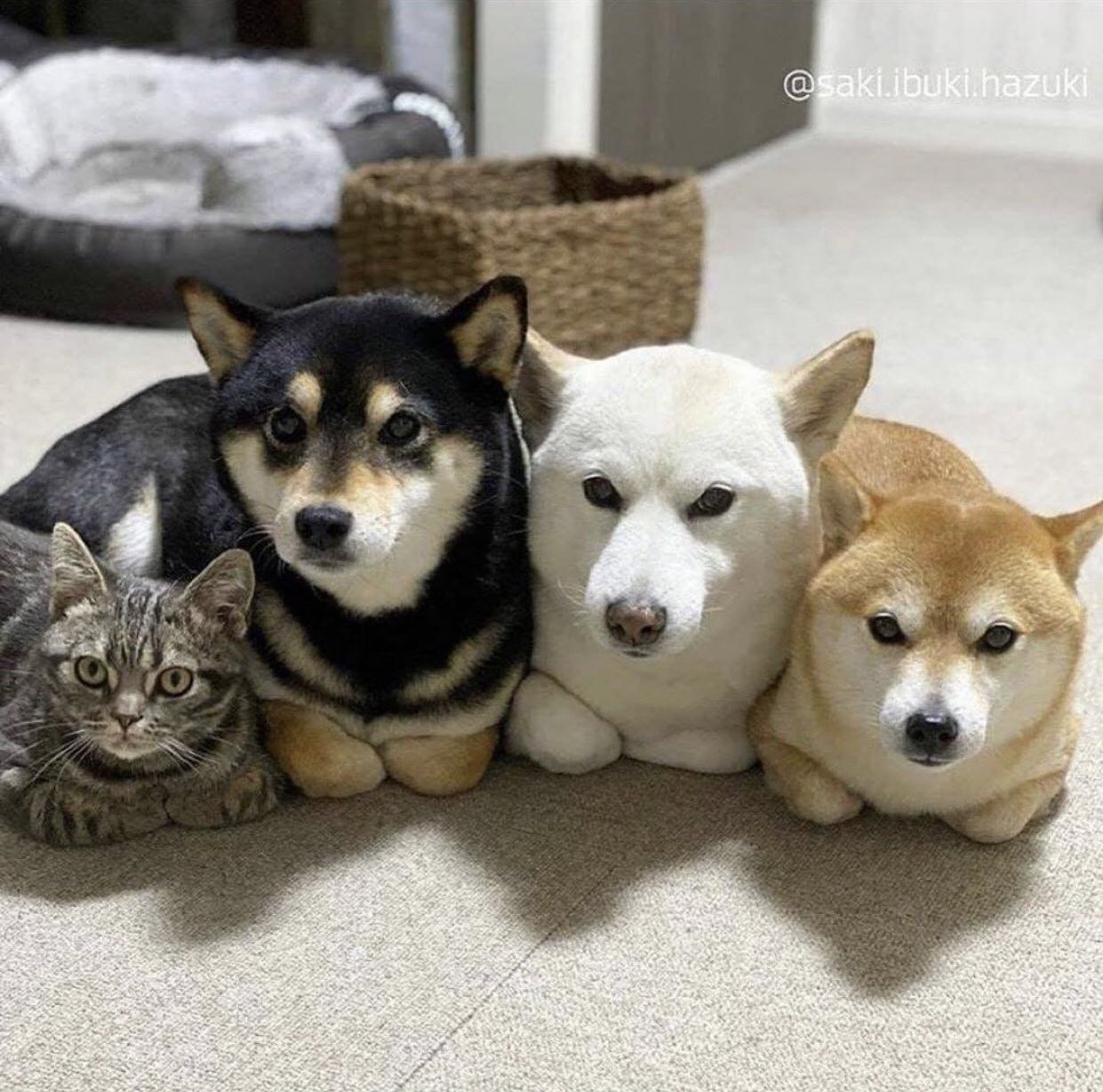 柴犬しばお (@shibaooooo421) / X