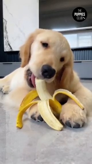 Picture of Puppies Club on Twitter: 