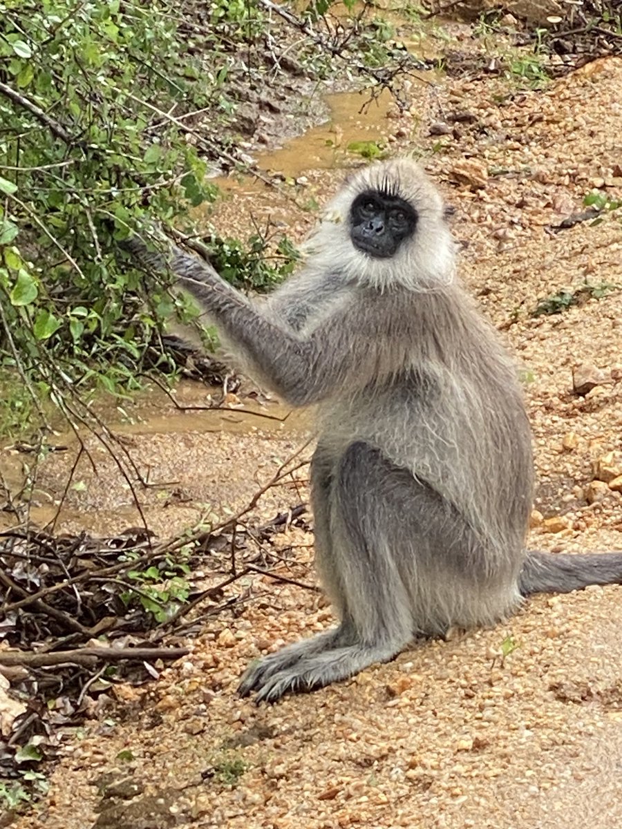 My photos don’t do justice to the magic splendor of Yala. Looking forward to my next visit!