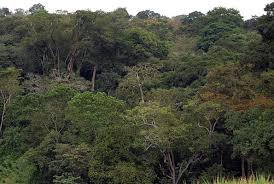 KibuukaIsaac3's tweet photo. #Forests are useful not only to humans but also birds and animals in the following ways; 
#Biodiversity, #Cleanoxygen, #windbreakers, #CO2storage, lowering of temperatures, #Medicine for our body and mind, Enrichment of healthy soil etc, more forests needed #worldwide. 🌎🌍🌎 https://t.co/lHCxHgp6jW