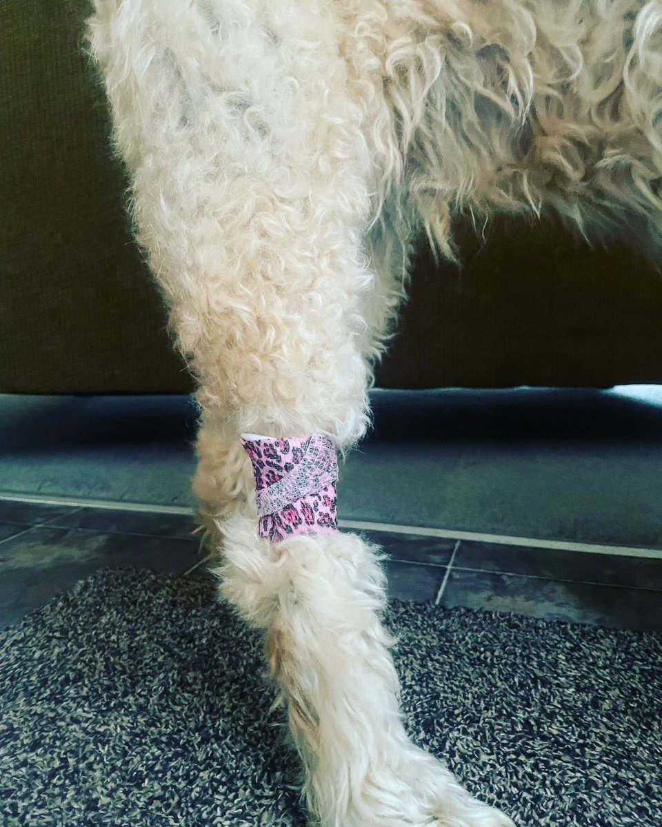 SaratogaWheaten's tweet photo. Iโd love to share a harrowing story of courage and triumph over zombies, but just my annual physical. The Blond thought it was cute. Only 3 days left in the #WheatenChristmasCountdown! #Dogs #DogsofTwitter #WheatensofTwitter #WheatenTerriers #Wheatens #ZSHQ https://t.co/oR6APXFUdf