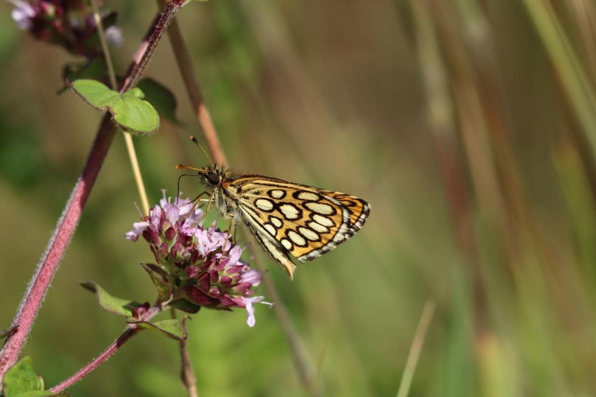 In 2022 en 2023 inventariseren we in opdracht van <a href="/staatsbosbeheer/">Staatsbosbeheer</a> #dagvlinders, #libellen en #sprinkhanen in De Pelen. Een omvangrijke klus, waarbij conditie, kennis van ecologie én het gebied een essentiële rol spelen. Collega <a href="/adriclements/">Adri Clements</a> vertelt 👇🏼
regelink.nl/snl-monitoring…