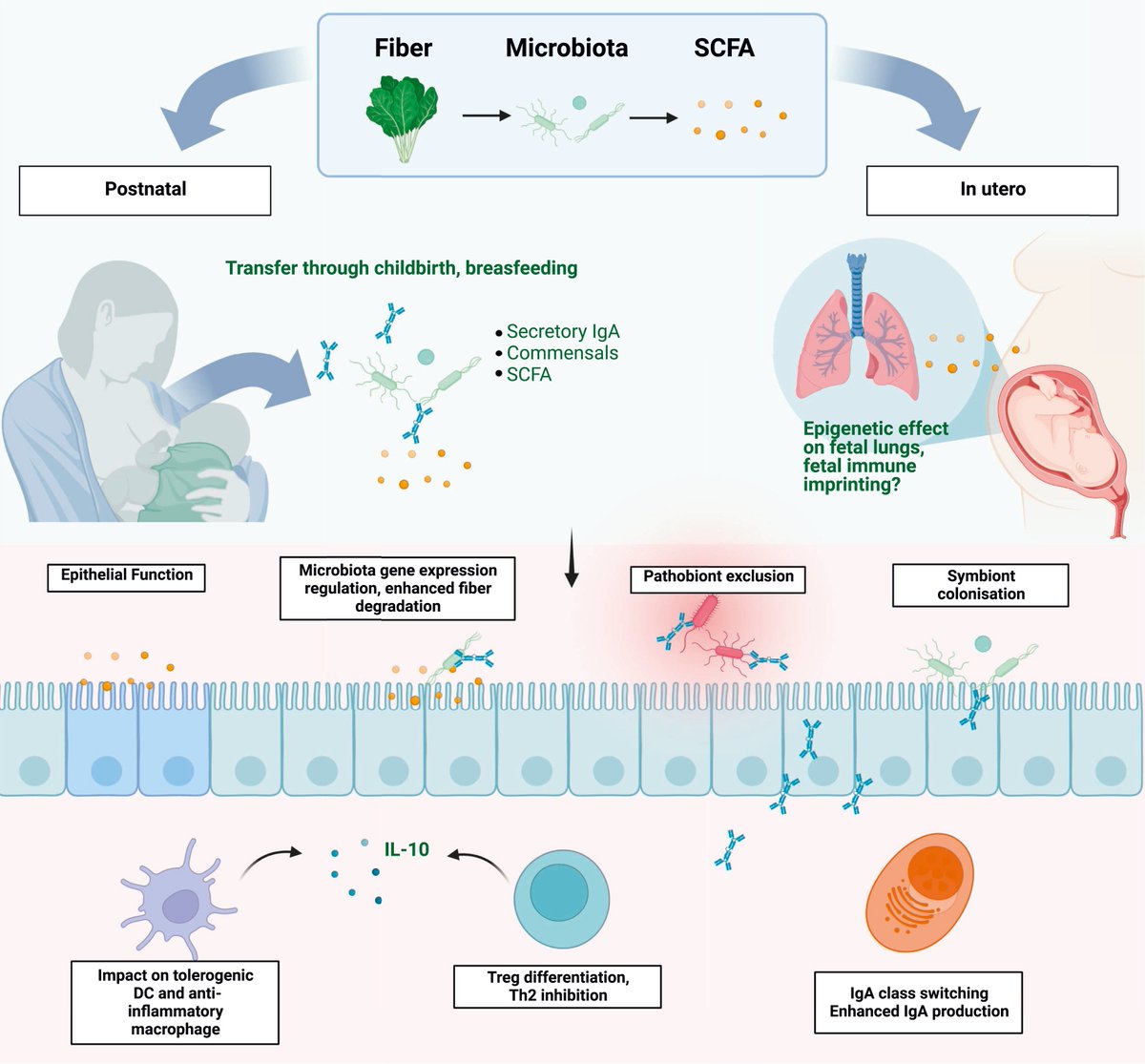 john_damianosMD's tweet photo. Dietary fiber influences gut mucosal immunity via microbial-derived short-chain fatty acids. 

#MedTwitter #diet #nutrition #GITwitter #SCFA #microbiome 

https://t.co/R6CDta6XOh https://t.co/pkwvJMZ0pl