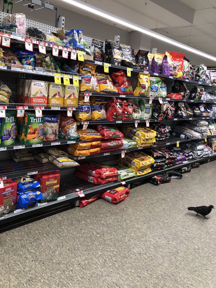 DerekCCheng's tweet photo. This bird knows which aisle to go. 
#Woolworths #BurwoodPlaza #Burwood #BurwoodCouncil
#你真識食 https://t.co/kay0ZN7pGo