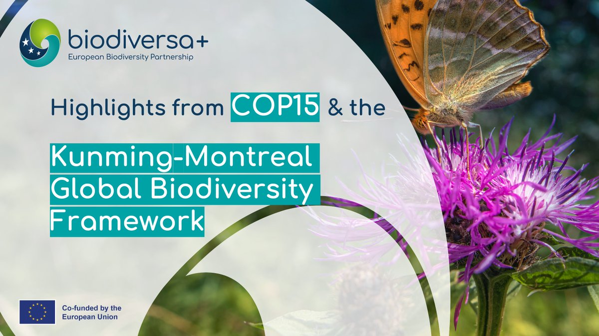 Biodiversity’s equivalent to climate’s 1.5 degrees objective was adopted at #COP15Montreal 🎉

🎯The 30 x 30 x 30 goal of the Global Biodiversity Framework is in full alignment with our mission to halt and reverse biodiversity loss 🦋

Here’s how 👉 biodiversa.eu/2022/12/22/hig…