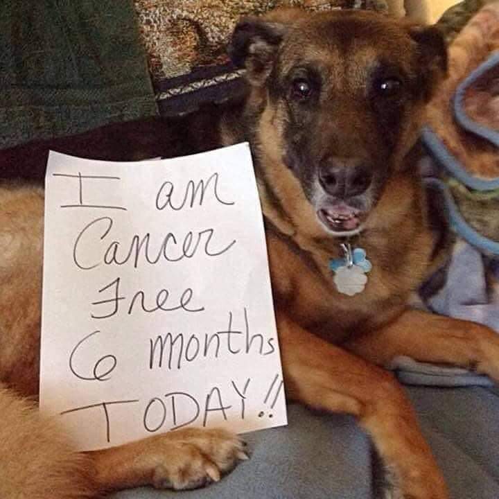 _XDogs's tweet photo. A very well done to him ❤️ https://t.co/vtXoVOXjiO